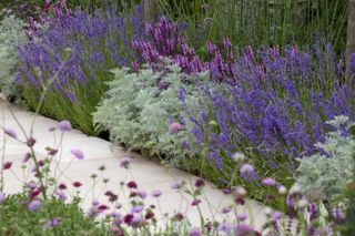 A bed of lavender in a pretty outdoor garden