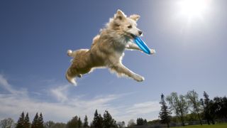 Dog leaping in air to catch frisbee