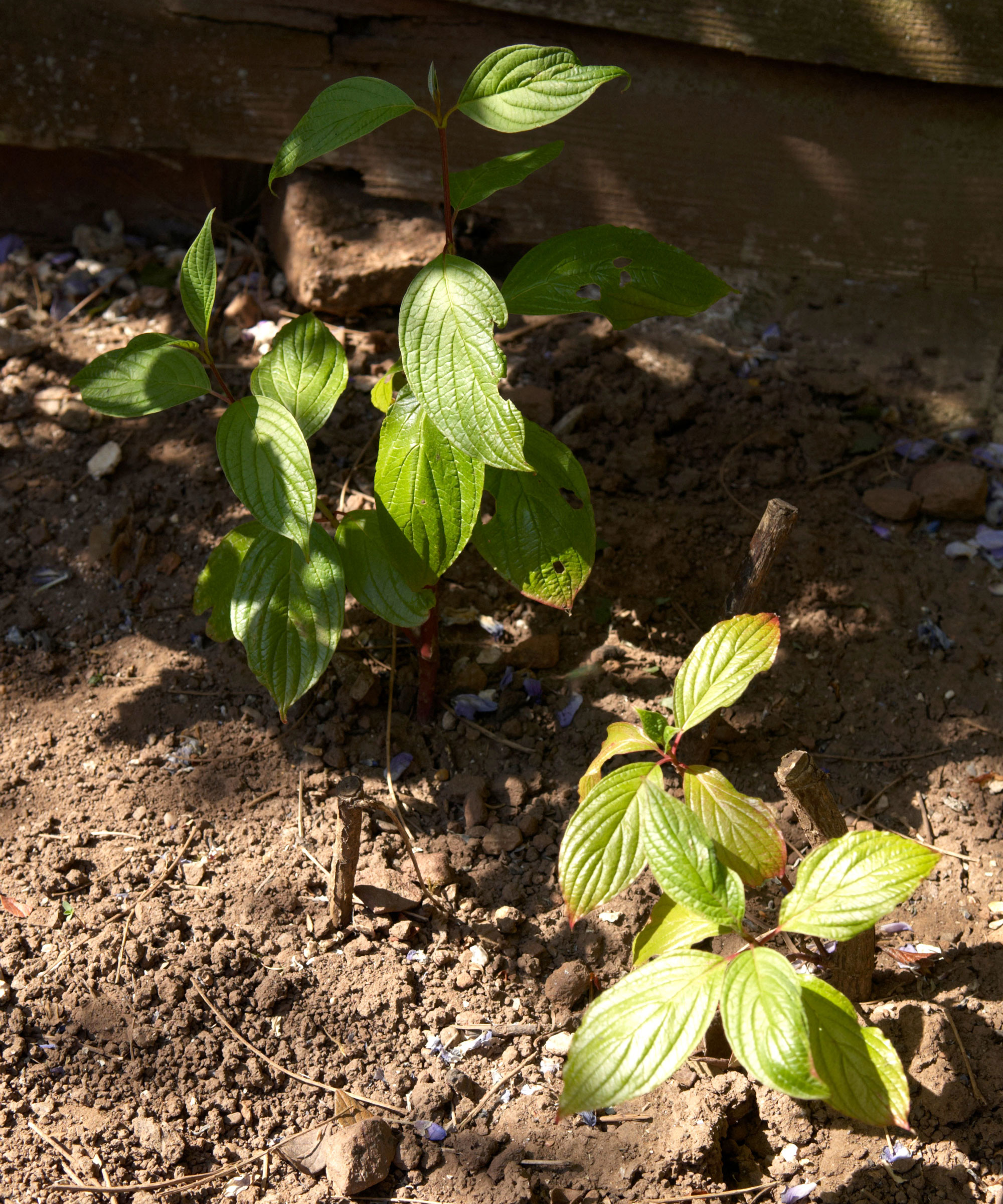 dogwood cuttings planted in ground showing signs of fresh growth