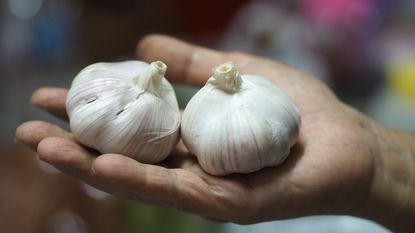 Two large garlic bulbs being held in a hand after being harvested