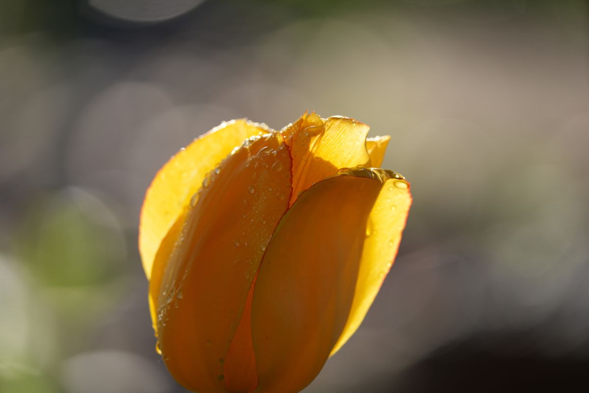 Sample image shot on the Sony A7R VI, unedited JPEG