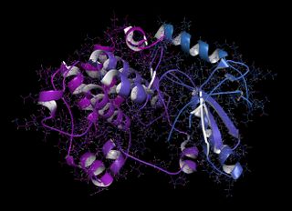A MEK1 or mitogen-activated protein kinase kinase 1 (rabbit) protein