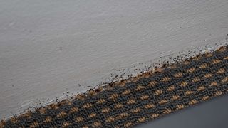 Bed bugs on wall above edge of carpet