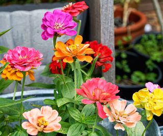 Colorful zinnias in pot