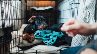 Puppy in crate