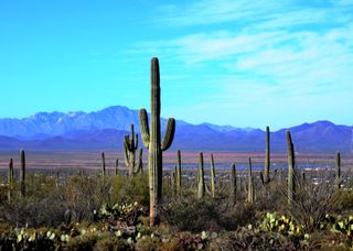 A saguaro cactus stands tall against the bright blue sky