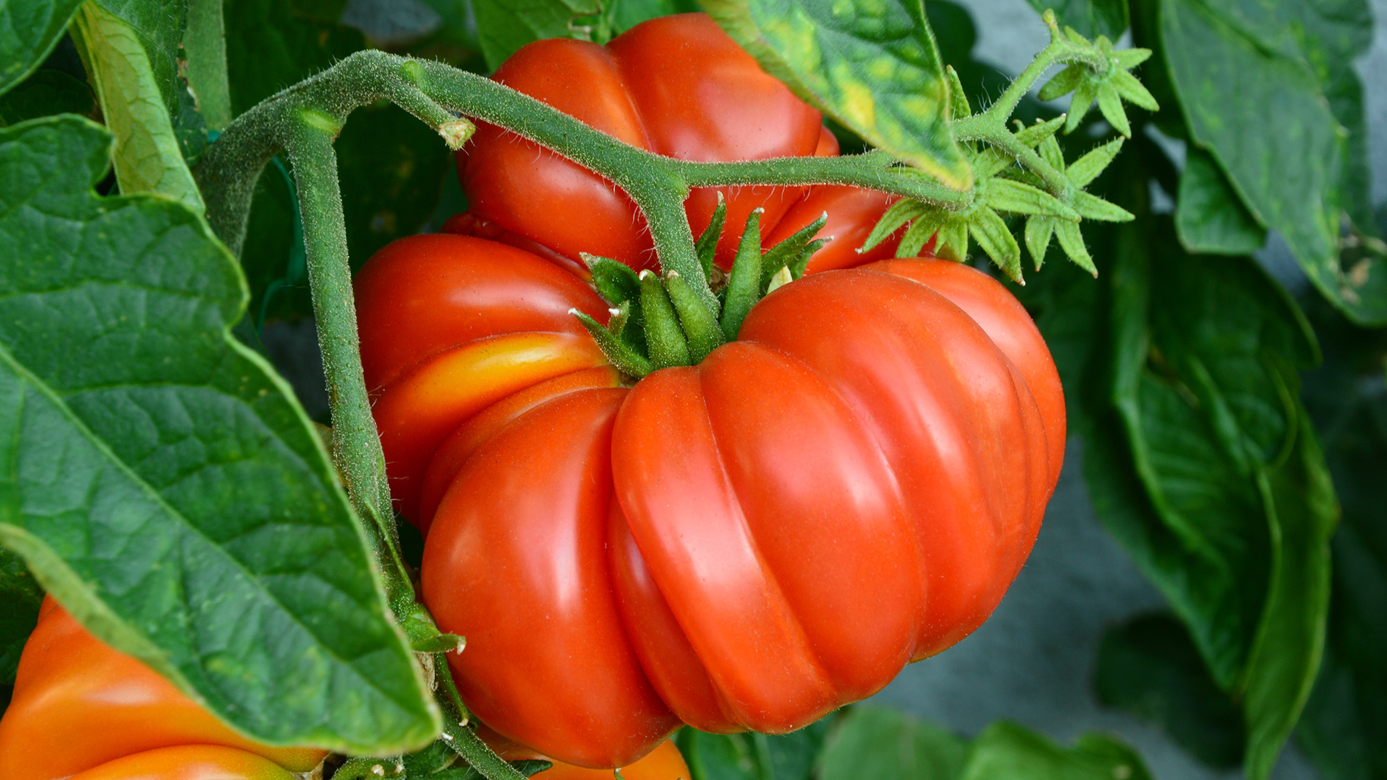 Brandywine tomato