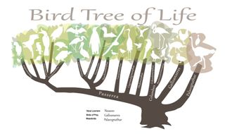 The new avian family tree