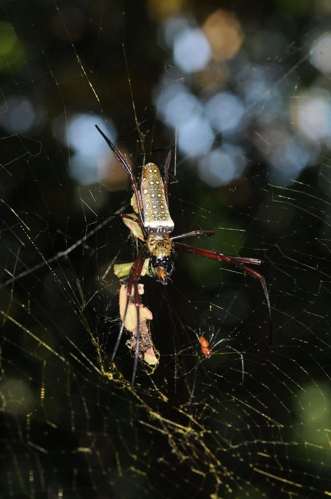 spiders, ants, orb-web spider, pharoh ant, ant deterrent, 2-pyrrolidione, predator protection, spider silk, anti-ant chemical, spider ant defenses, 