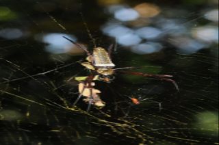 Spider - Webs, Silk, Predators