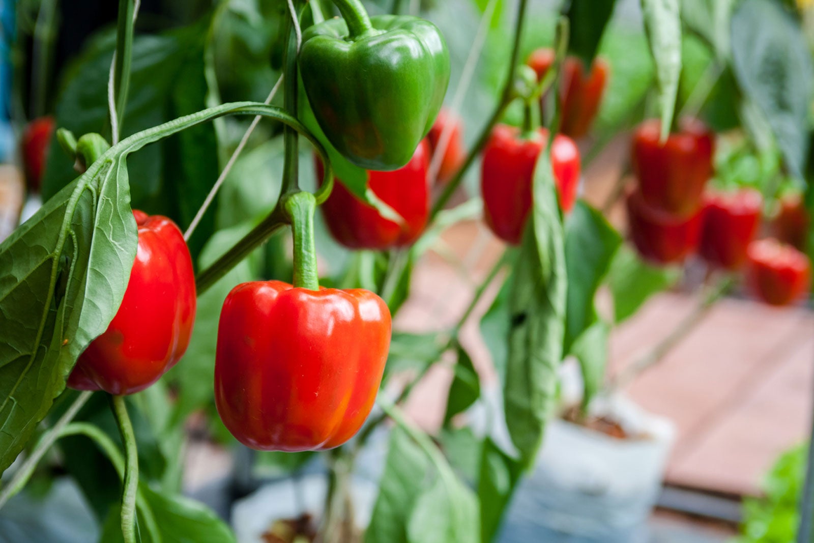 How to Grow Green Bell Peppers