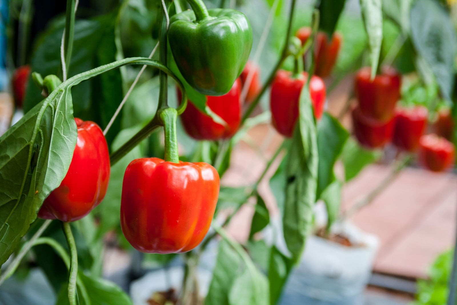 Sweet heat pepper plant