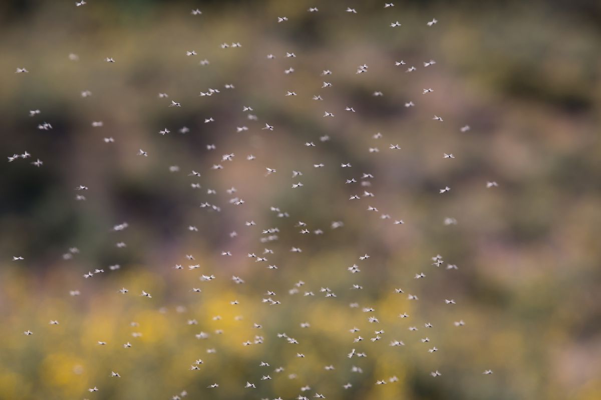 Why Do Gnats Swarm? Live Science