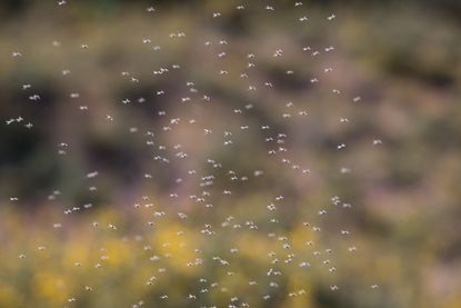 Gnat swarm