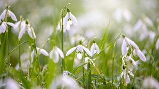 snowdrops