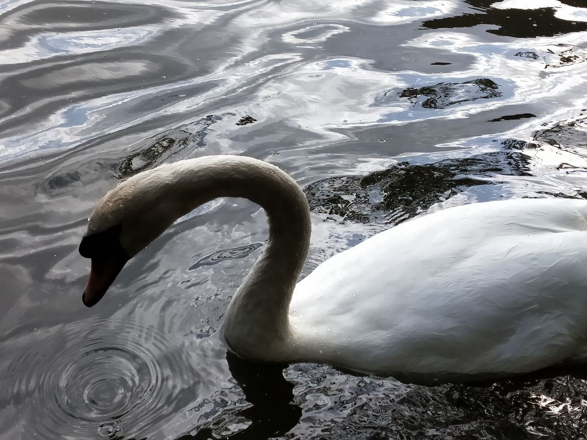 The phone may not have a true 2x zoom, but the software 2x is a useful compositional tool regardless. Image credit: TechRadar
