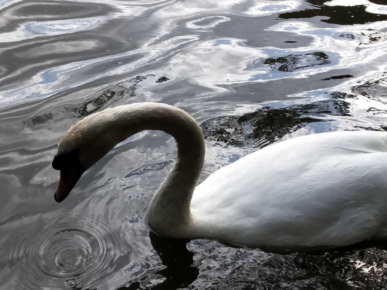 The phone may not have a true 2x zoom, but the software 2x is a useful compositional tool regardless. Image credit: TechRadar