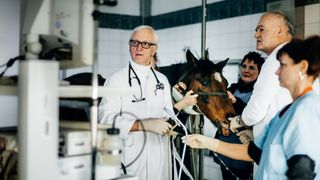 Horse at veterinary center