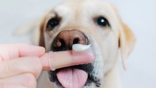 Labrador sticking his tongue out to a finger toothbrush with toothpaste on it