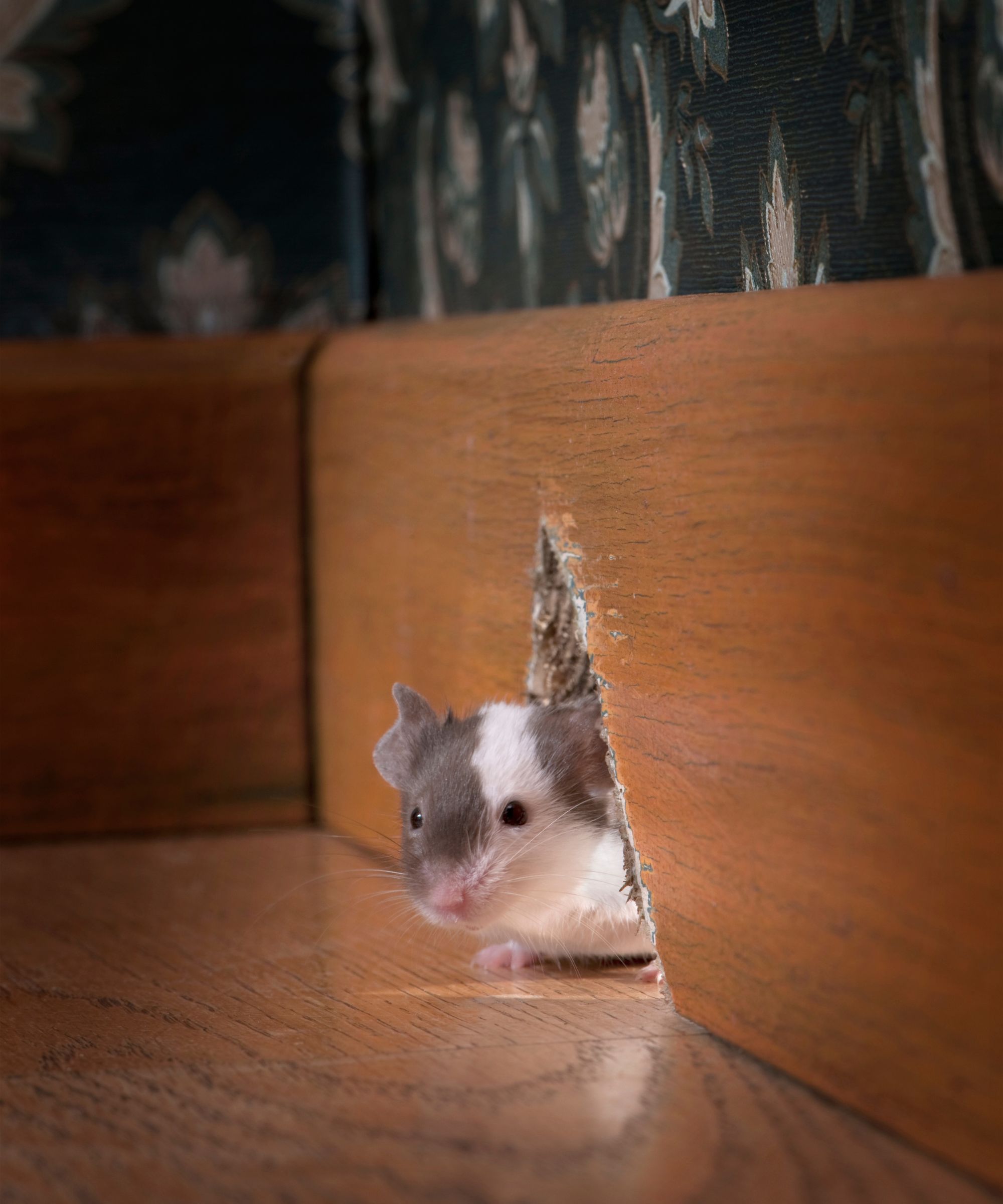 Mouse hole