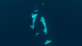 A small pod of orcas looking at divers on the surface.