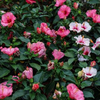Hibiscus plant with pink flowers
