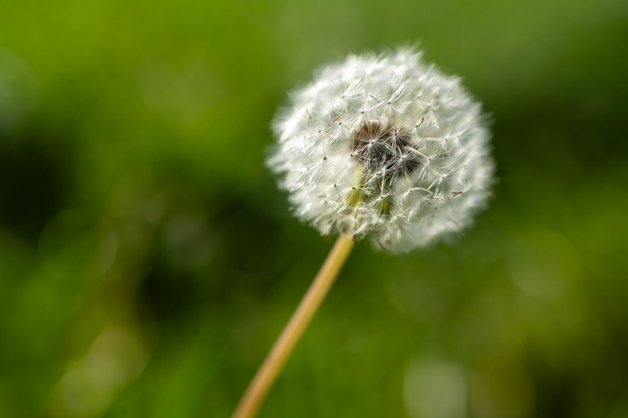 Close-up photo of a dandelion seed head taken with a Nikkor Z 70-180mm f/2.8