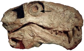 The arrow on this gorgonsopian skull indicates where the fossil scleral ring is found.