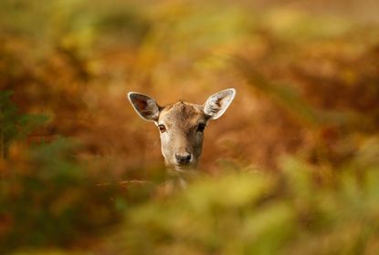 A young deer hides in the autumnal bracken 