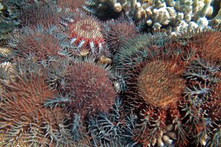 Population outbreaks of the coral eating starfish Acanthaster planci have been responsible for 42% of the over 50% decline in coral cover on the Great Barrier Reef between 1985 and 2012