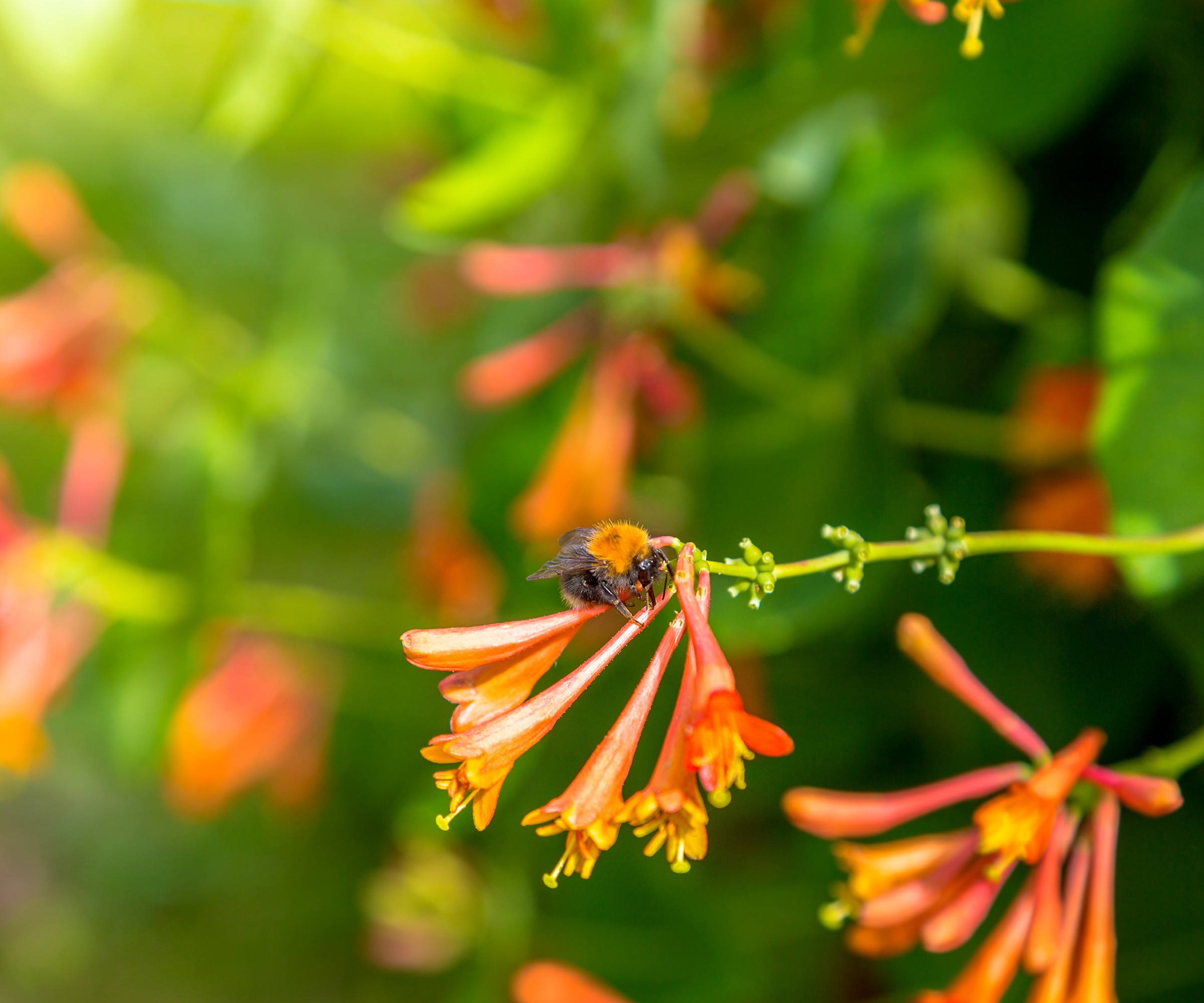 Coral honeysuckle with orange blooms and a bumblebee in summer