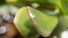 How to get rid of spider mites - a spider mite on a houseplant - GettyImages-1297939157