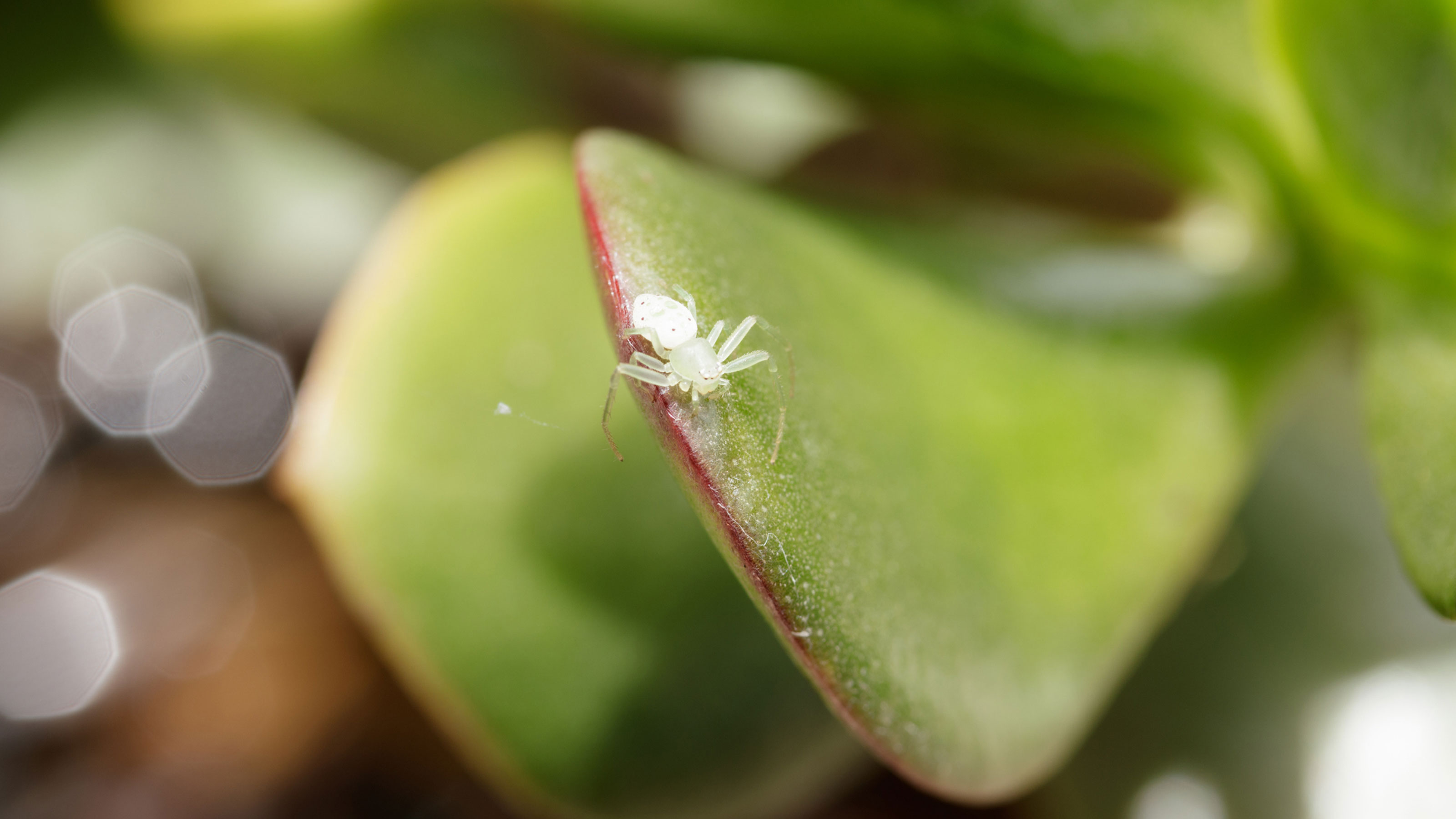 Spider Mites Up Close