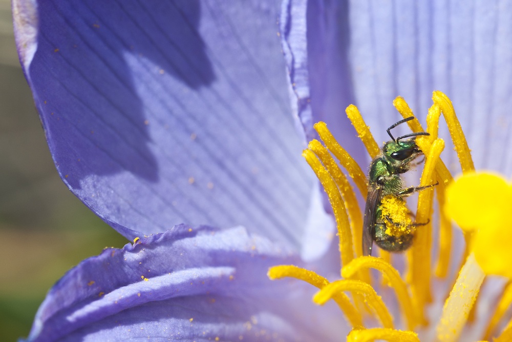 Flower pollen