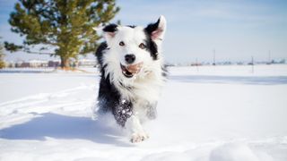 How to keep a dog warm outside: Dog playing in the snow