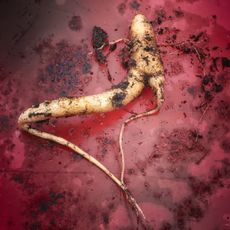 Mandrake root covered in dirt