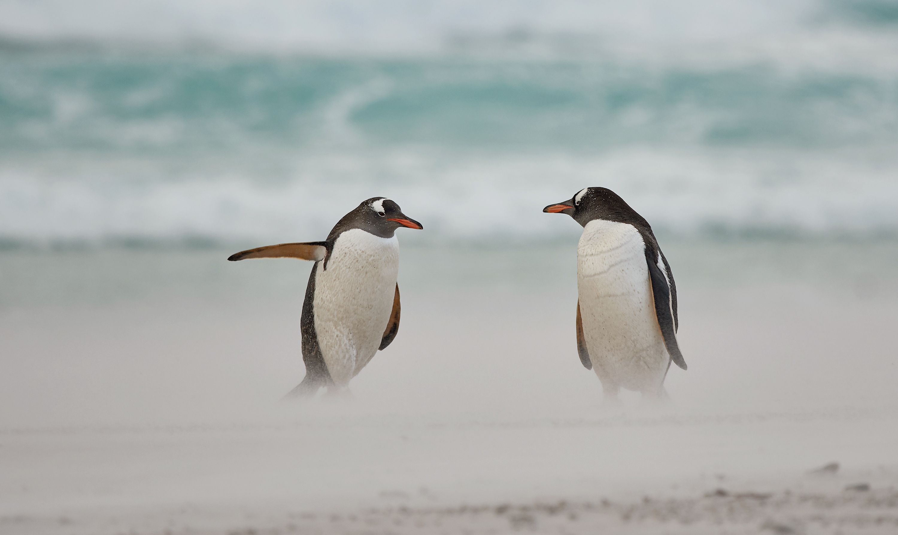 comedy wildlife photography