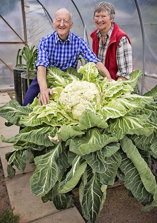 Peter Glazebrook with his wife Mary and his giant cauliflower, believed to be worthy of The Guinness Book Of Records (Photo by Jenny Goodall/Daily Mail/REX/Shutterstock)