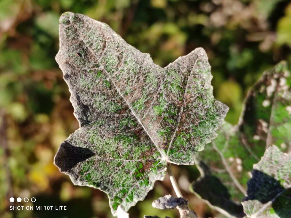 Xiaomi Mi 10T Lite camera sample