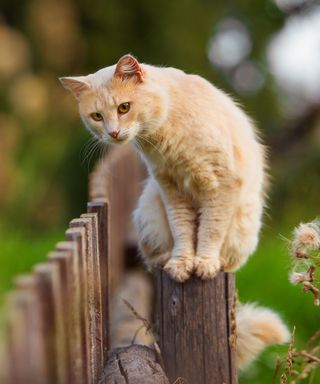 cat on fence in garden