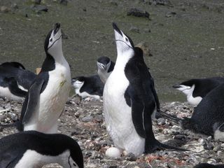 mate-recognition in chinstrap penguins
