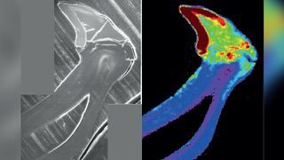 Distribution of iron and phosphorous in the major lateral teeth of C. stelleri. Longitudinal section of the tooth and upper stylus.