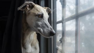 A thoughtful greyhound looking out a window with its face partially behind a curtain