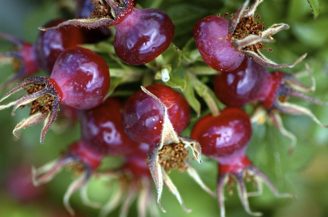 Rose Hip Plant