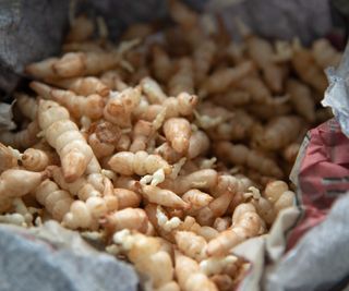 Bag of harvested Chinese artichoke tubers