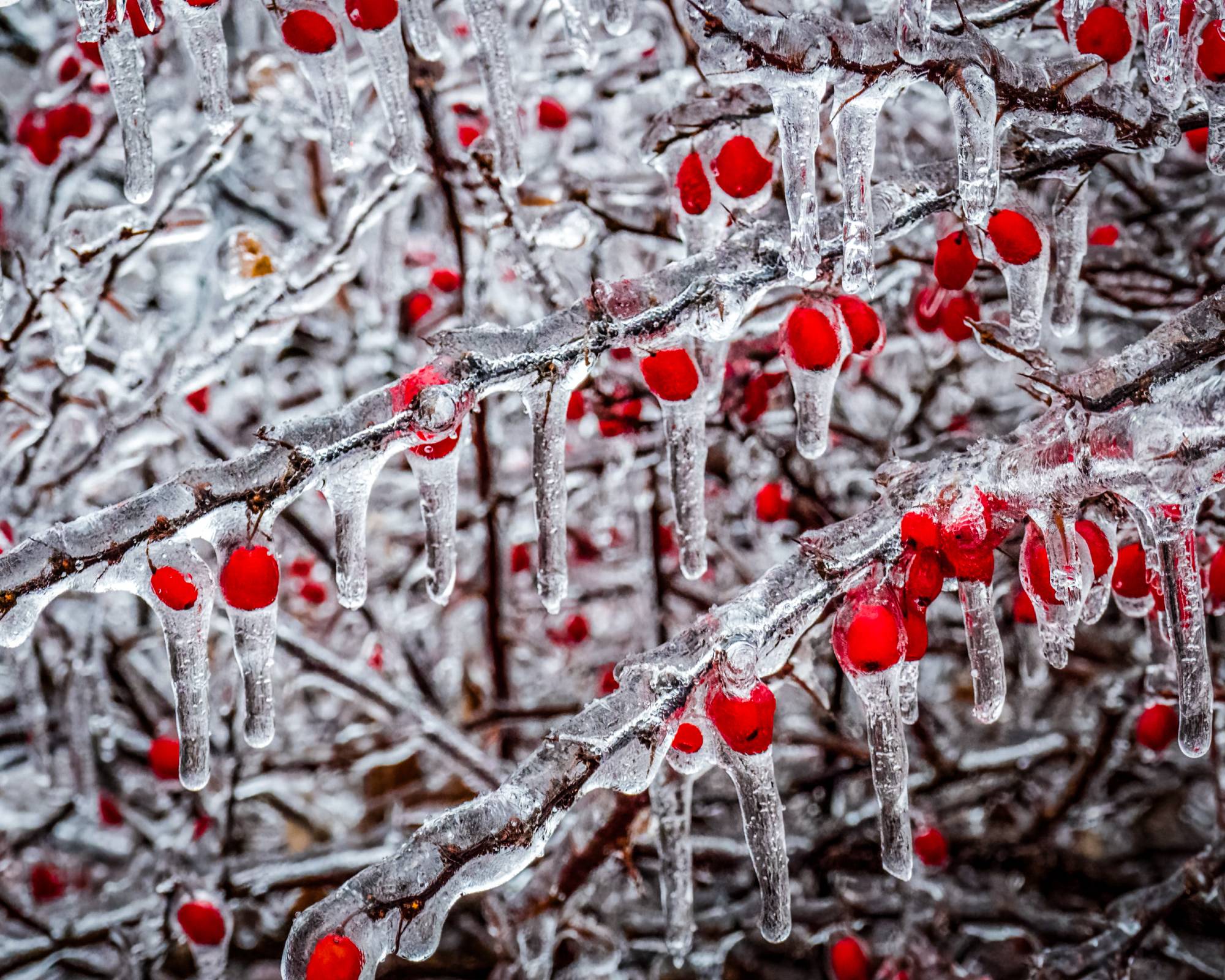 Ice covered tree branches and berries