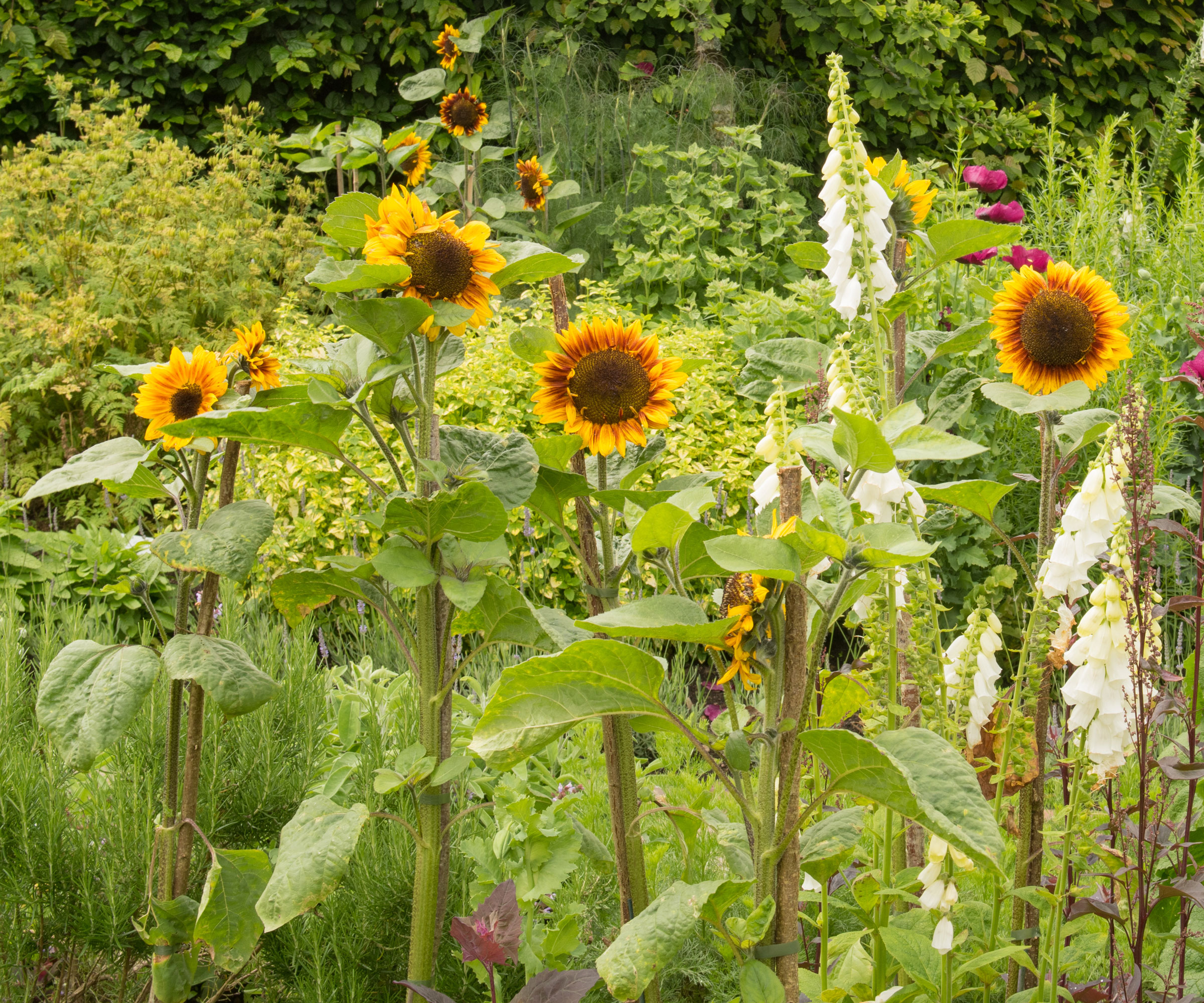 tall yellow sunflowers in border displays with white foxgloves