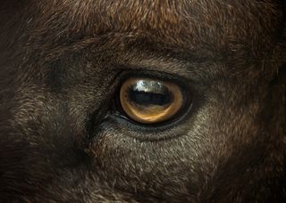 animal eyes, goat