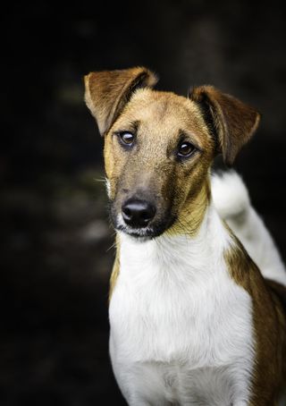 Smooth fox terrier