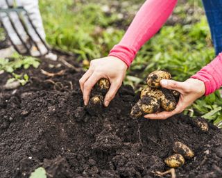 Harvesting potatoes from the ground